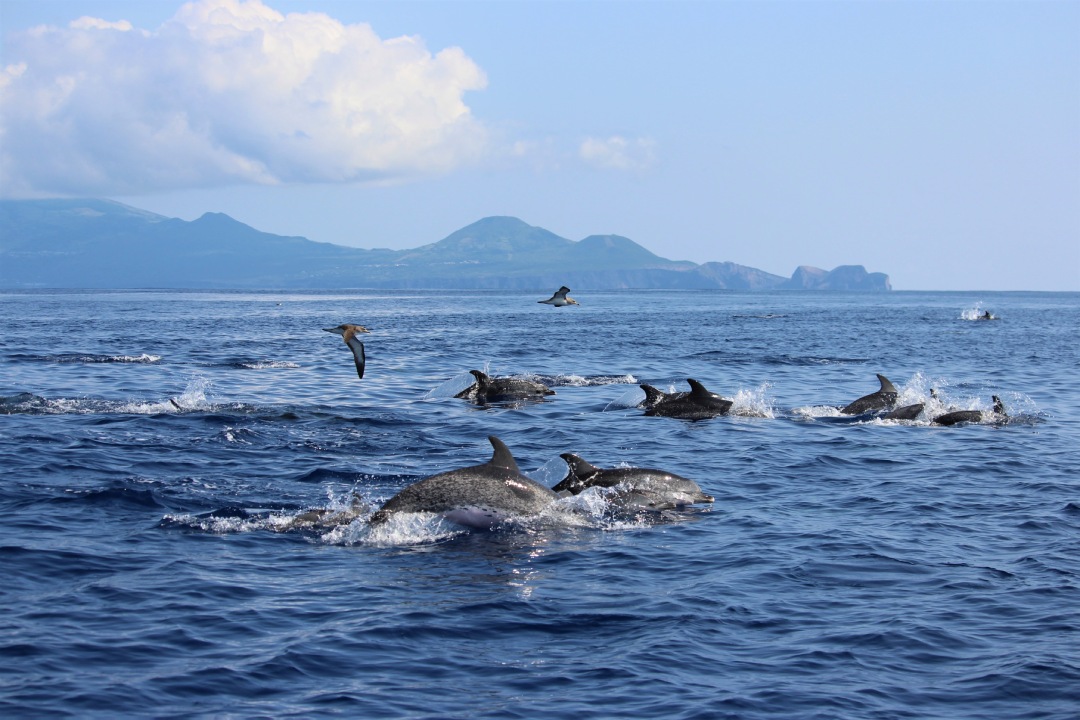 Spotted dolphin migration azores portugal