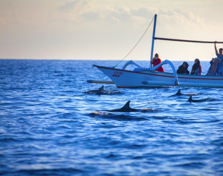 Fall in Love with Dolphin Watching in South Padre Island!