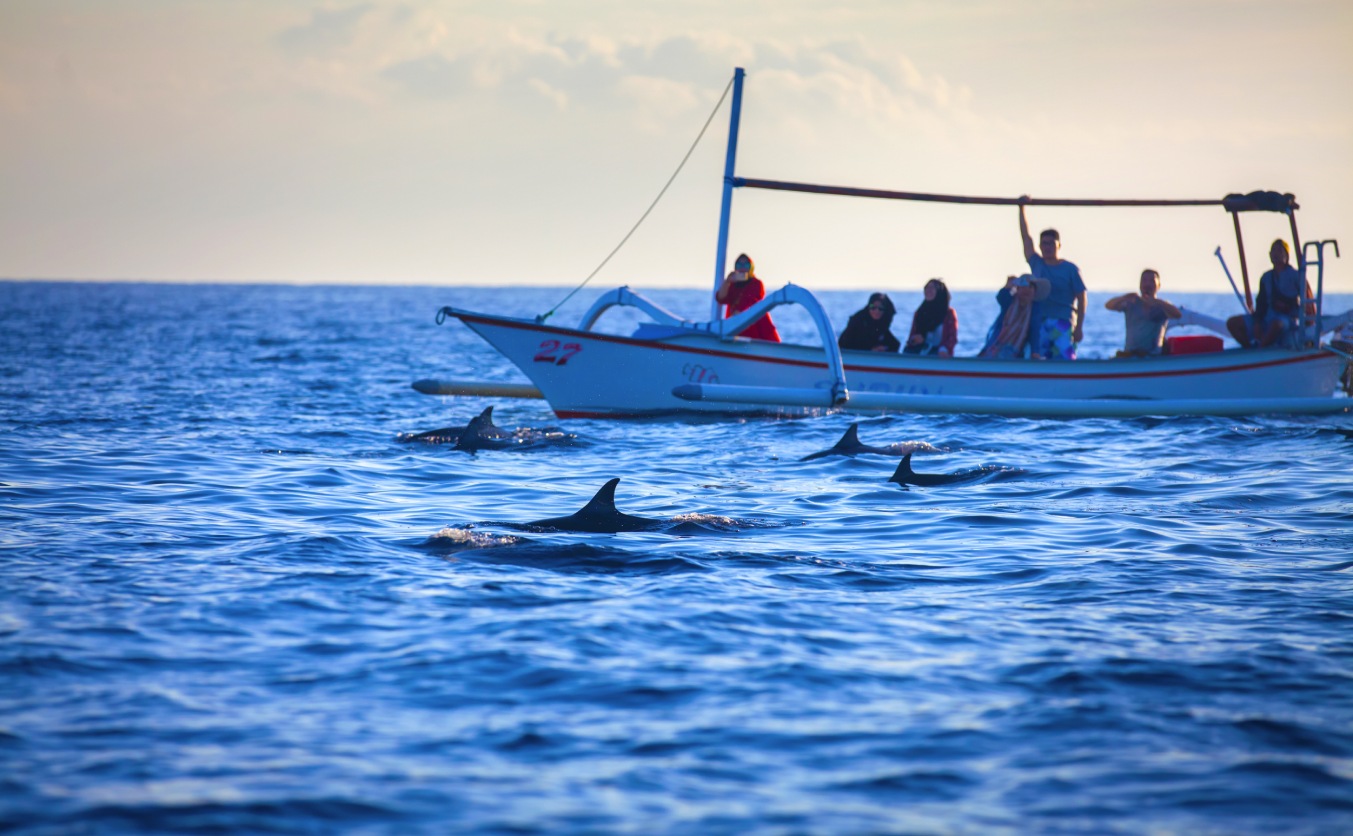 Fall in Love with Dolphin Watching in South Padre Island!