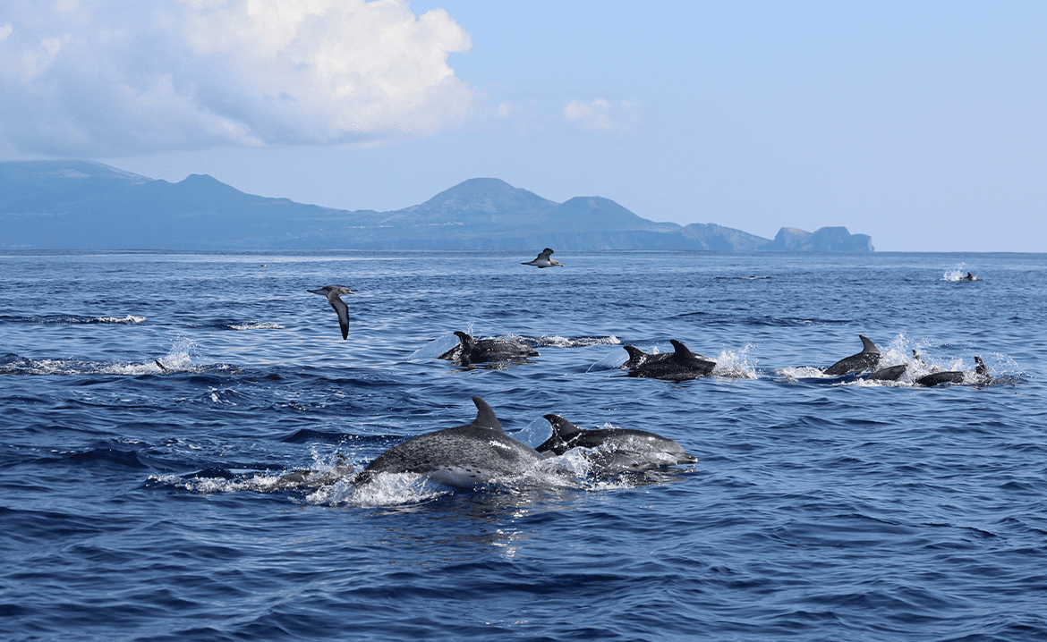 Group of Dolphins at the sea: dolphin-watching tour on Laguna Madre Bay